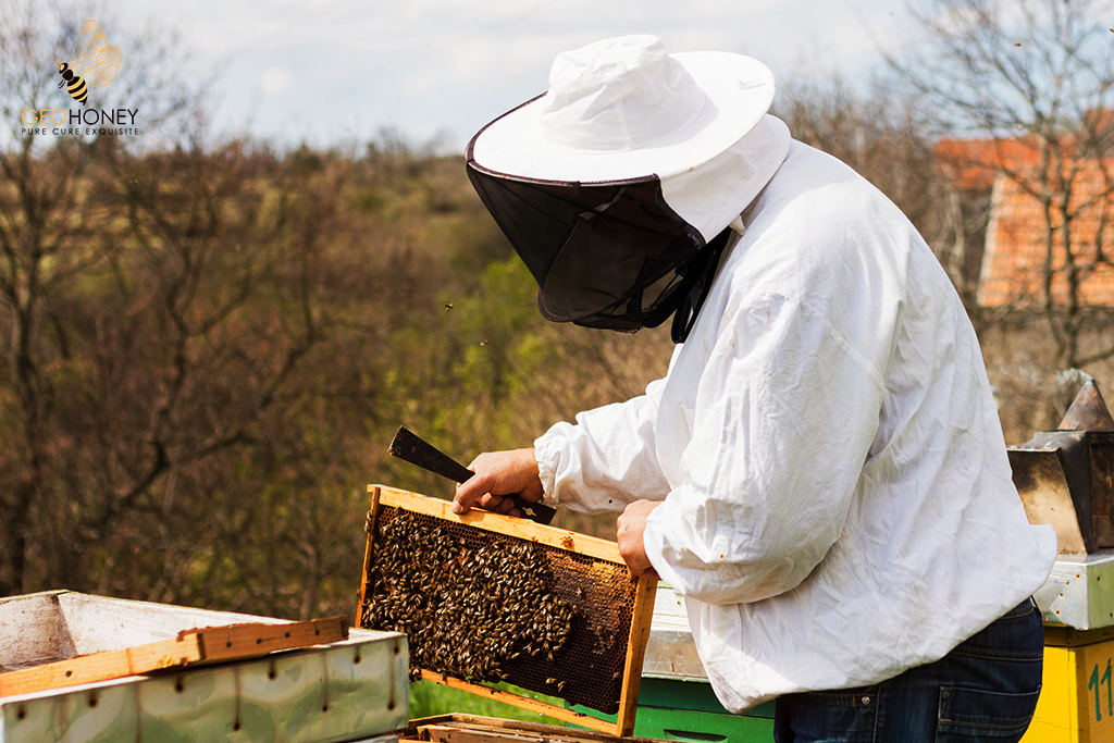 Declines Of Managed Honey Bees And Beekeepers In Europe